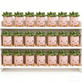 Succulent Plant Plush Pillow Set