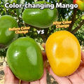 Color-Changing Mango Squishy (Heat Reactive)